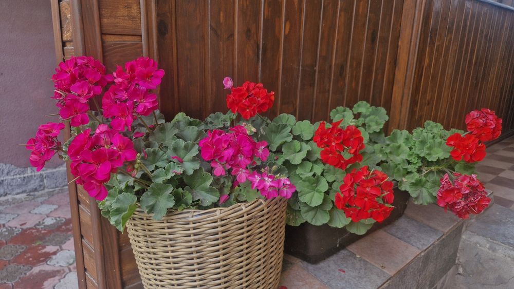 Плетені кашпо з ротангу