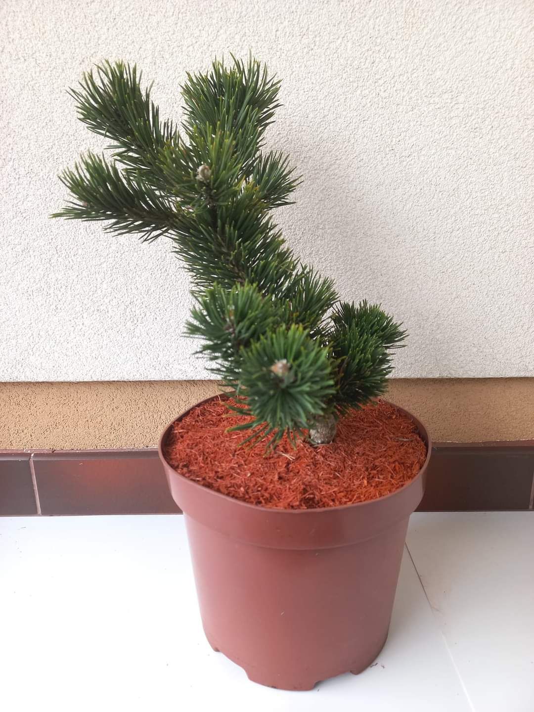 Гірська сосна Якобсен
( Pinus mugo Jacobsen )

Ціна 1150 грн

Це карли