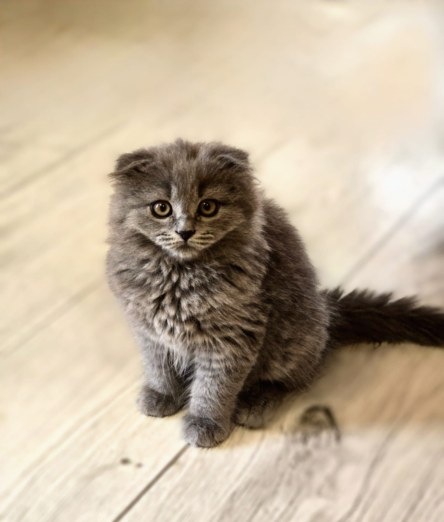 Kocur SZKOCKI kocięta kot scottish fold niebieski do odbioru