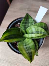 Sansevieria hahnii  Philipines kolekcjonerska