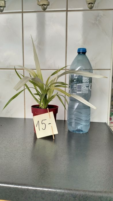 Sadzonki PANDAN jadalny