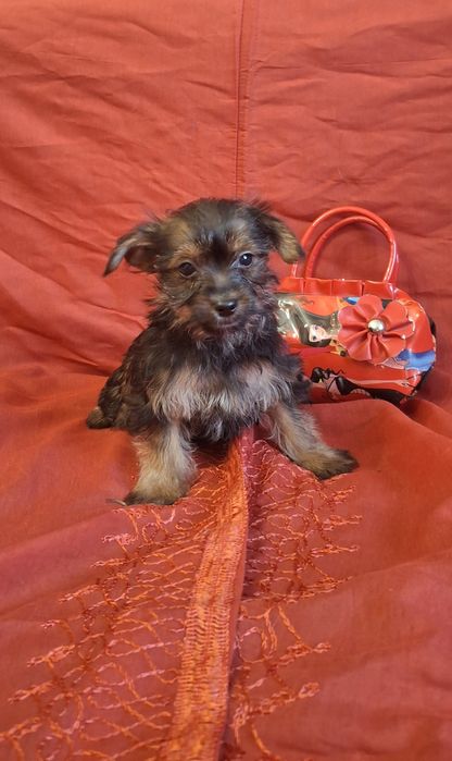 Міні дівчинка чикає на родину