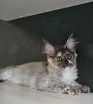 Margarita Maine coon szylkretka linia shaded