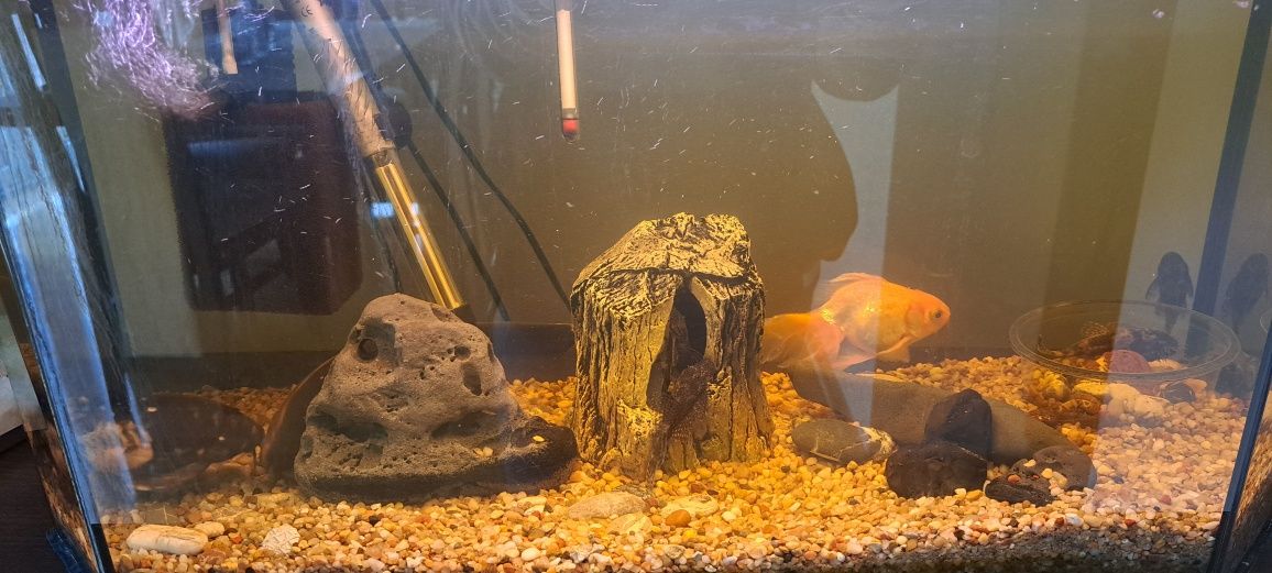 Akwarium 50l z całym osprzętem