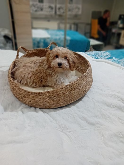 Maltipoo ,Maltańczyk  & Pudel toy ,piesek mini
