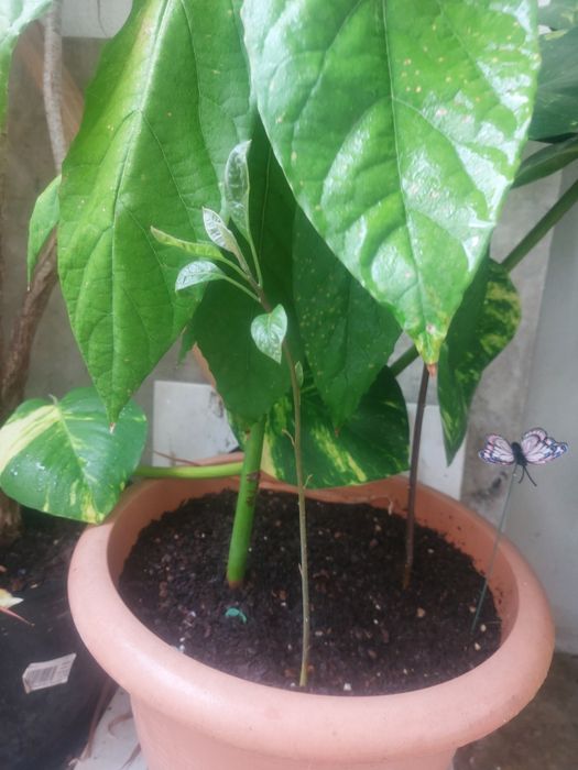 Árvore pera abacate