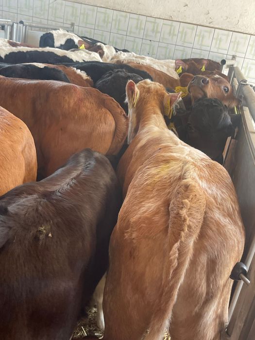 Sprzedam cielaki mięsne byczki jałóweczki