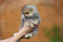 Szpic miniaturowy pomeranian - śliczna sunia !