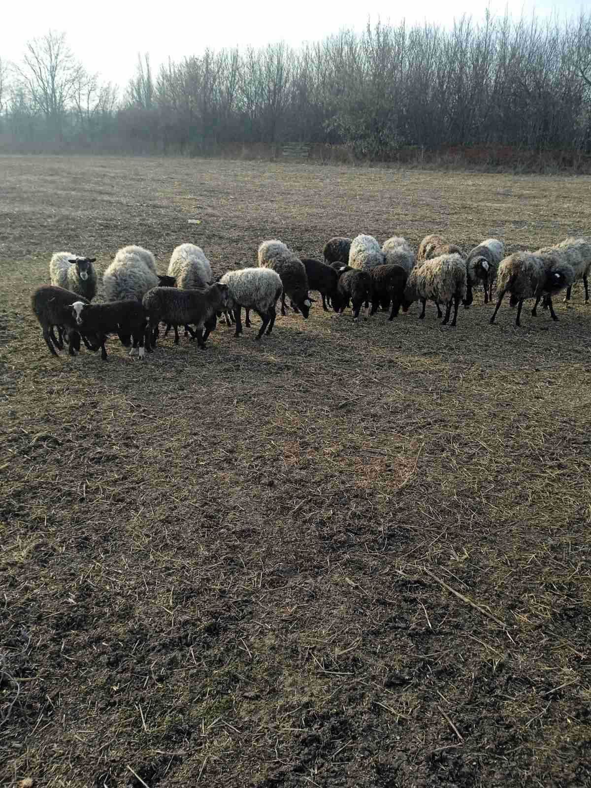 Продам ягнят романовской породы.