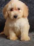 Maltipoo wyjątkowe szczenię