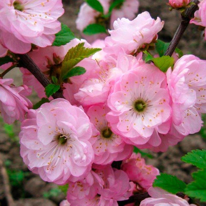 Саджанці декоративного мигдалю на штамбі Роздріб/ Саженцы миндаля ОПТ