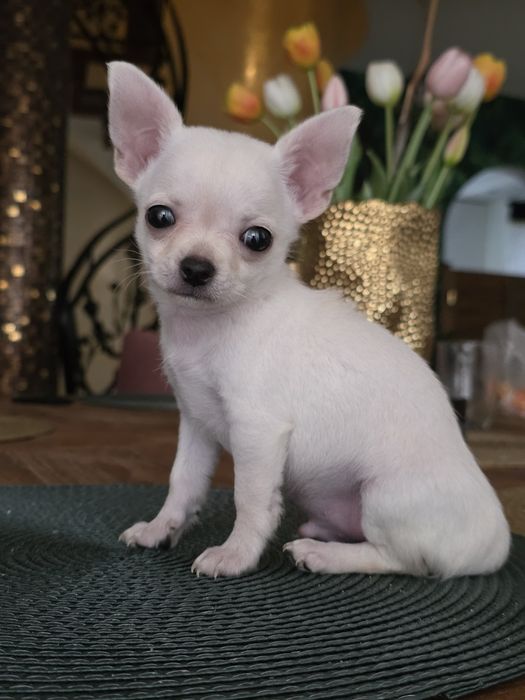 Chihuahua krotkowlosy chlopak