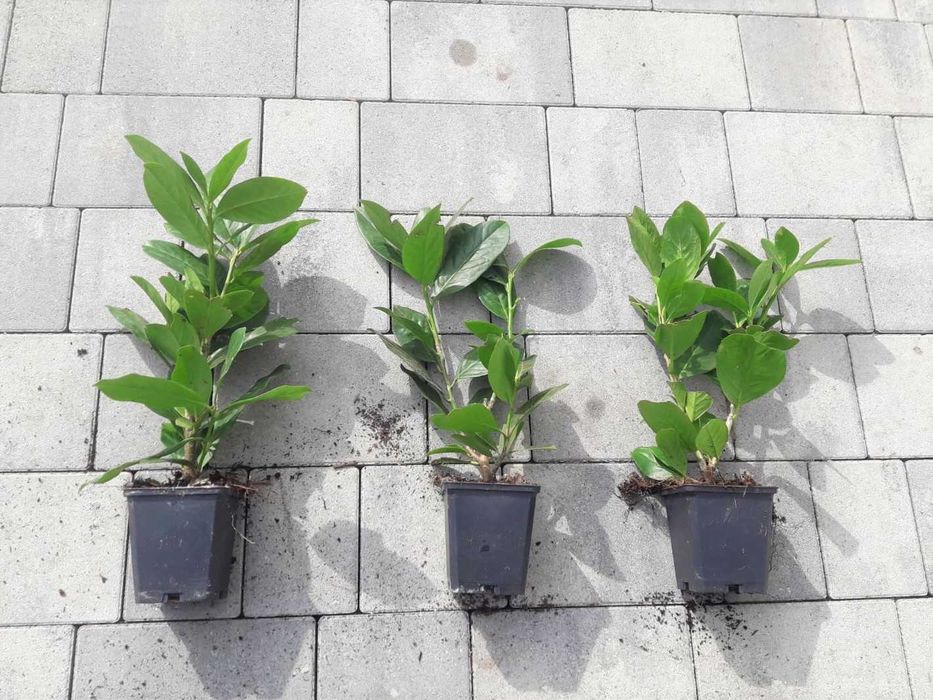 Laurowiśnia wschodnia Caucasica, Novita, Rotundifolia! 200 cm! Prunus!