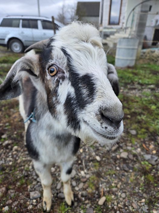 Камерунський козлик для спарювання