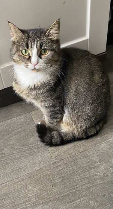 Дівчинка(стерилізована)в пошуках родини