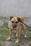 Elvis mix shar pei 2-3 latka