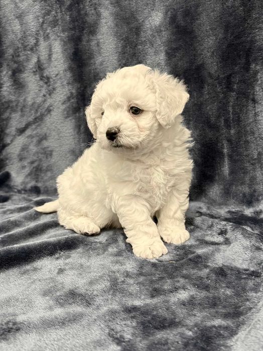 Bichon frise FCI, piękny piesek