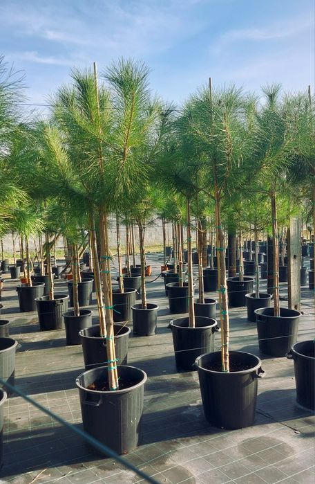 Lote 15 pinheiros mansos 1.80/2.00 Entrega incluída