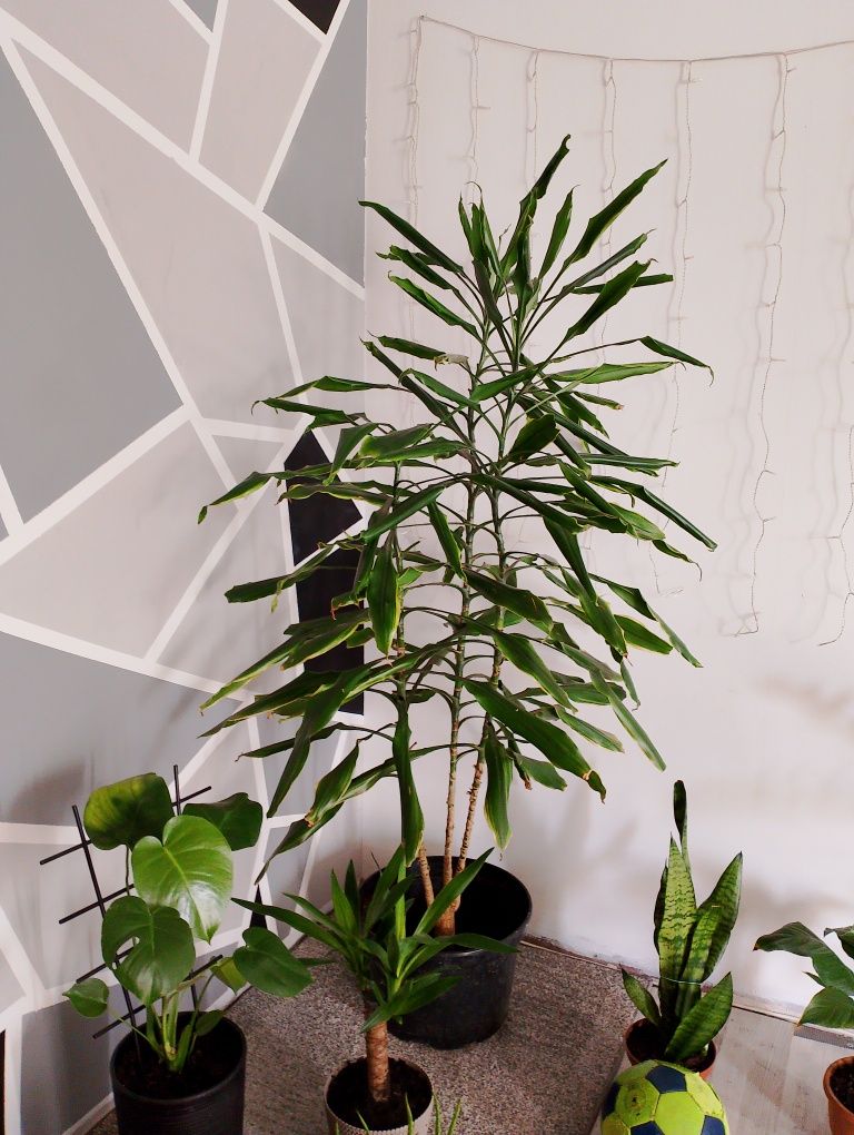 Roślina 170 dracena