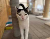 Karim do adopcji!