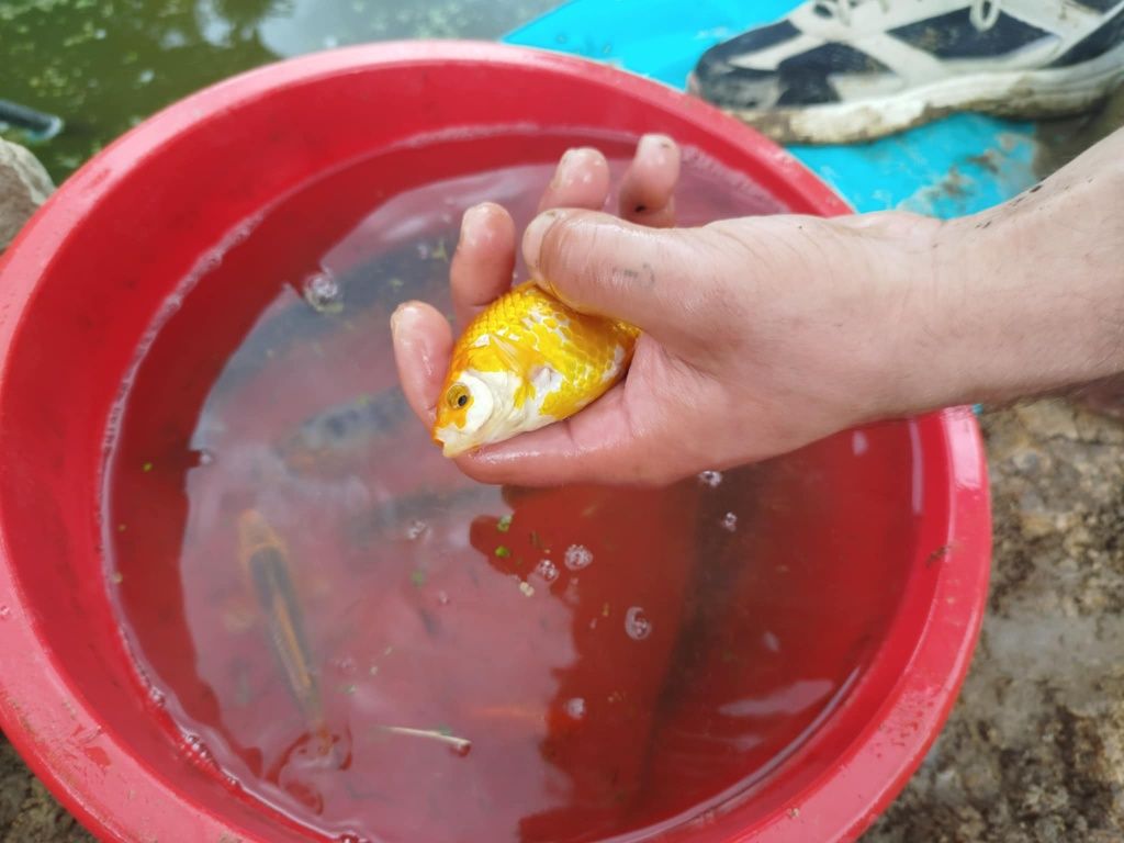 Karp koi karaś kolorowy karaś zwykły