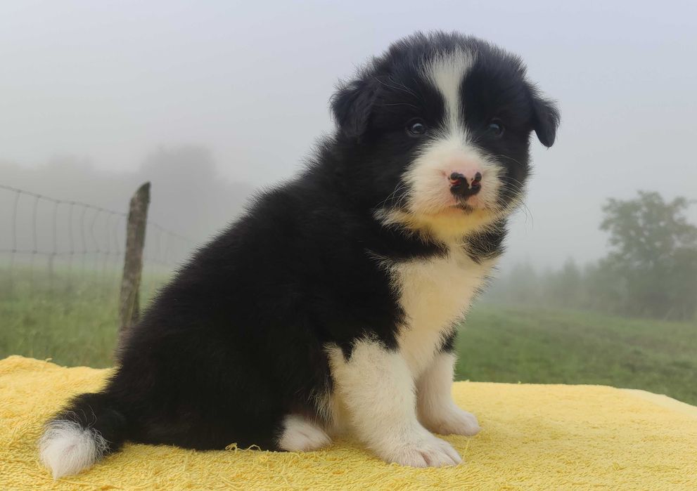 Rasowy BORDER COLLIE czystej krwi z Hodowli, pełna dokumentacja
