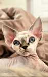 Devon Rex Kocurek, Point