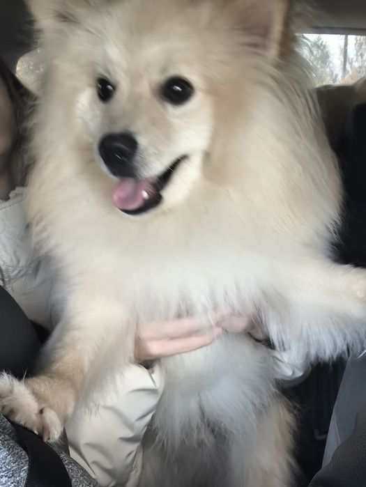 Шпіц віддаємо один рік