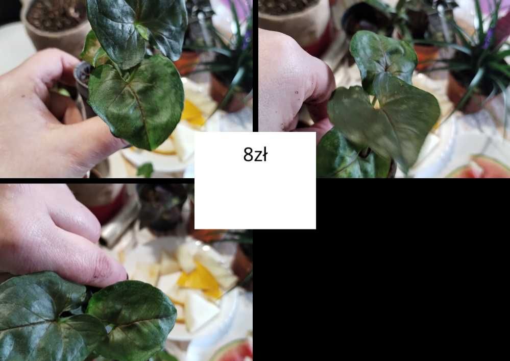 syngonium sadzonki, szczepki różne odmiany