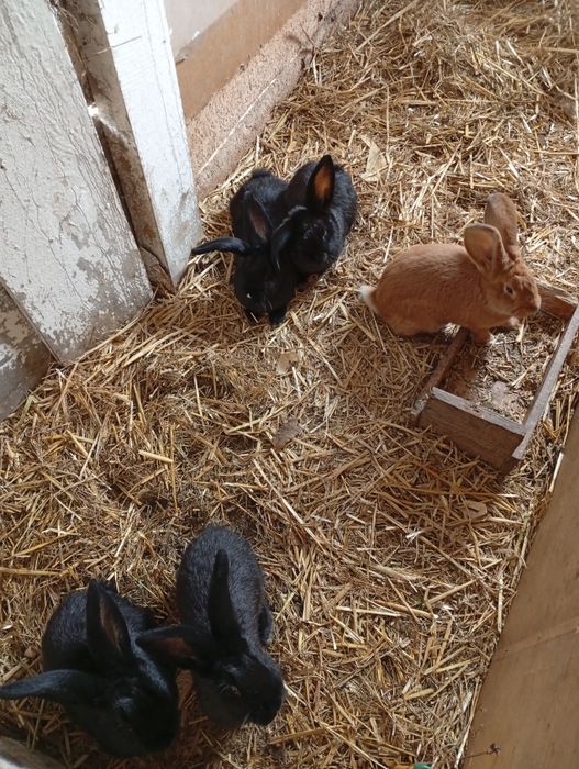 Na sprzedarz króliki