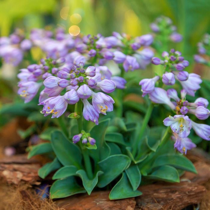 Funkia Hosta 'Blue Mouse Ears' W DONICZCE 2L, NIEBIESKA, Miniaturka