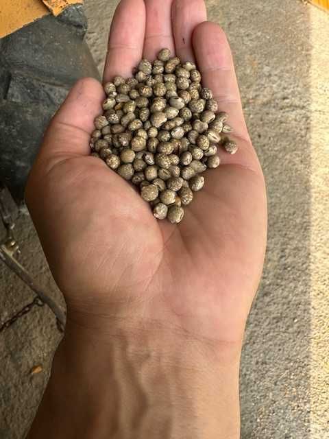 łubin wąskolistny gorzki , wysoka odmiana