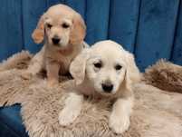 Suczka golden retriever