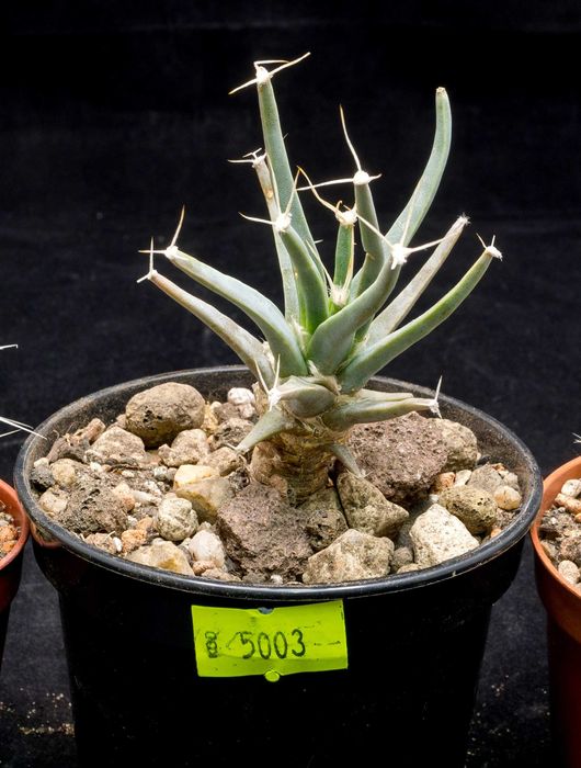 Leuchtenbergia principis