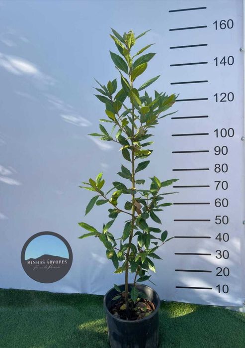 Árvore Laurus nobilis, 150/180cm