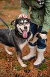 Kross, czyli wesoły mix labrador i husky