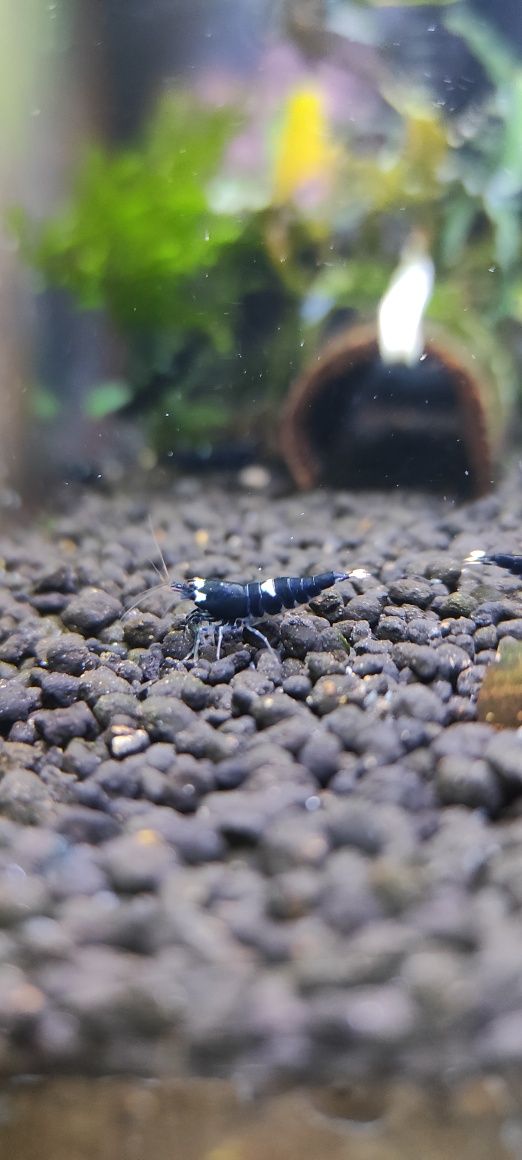 Taiwan KING KONG ONE STRIPE 
gradacja: multi stripe (2-3 paski)