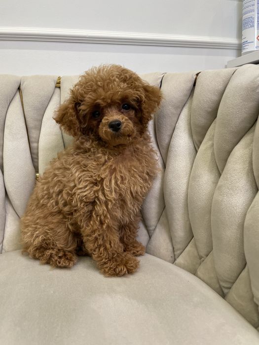 Pudel Toy dostępna sunia red malutka 85dkg.