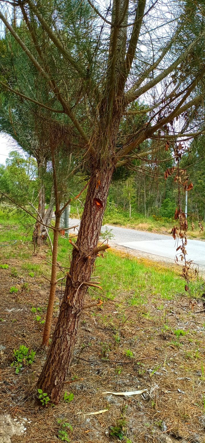 RESERVADO - Moradia em plena natureza  Caldas da Rainha