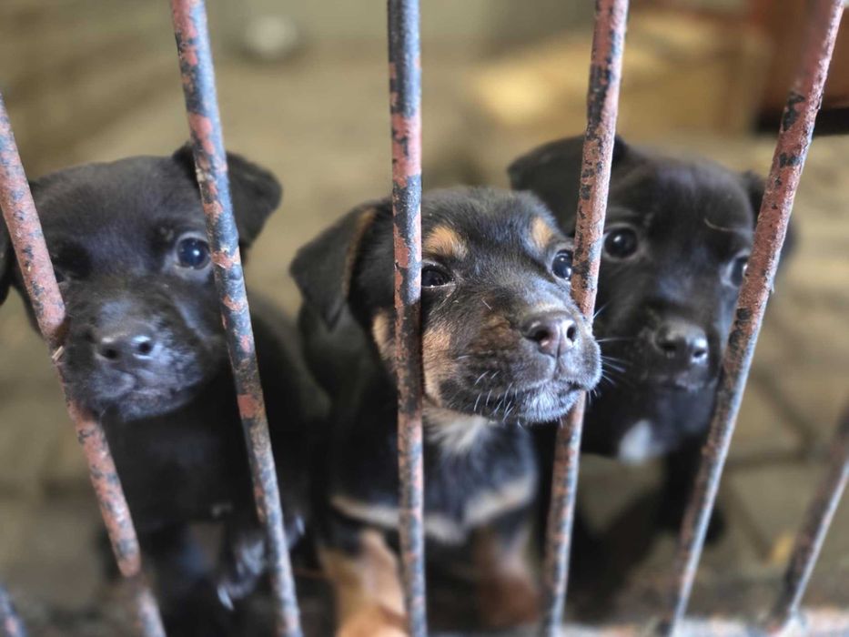 jamnik mix Szczeniaki szukają domów -schronisko Zgierz-aktualne