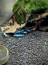 Krewetki Caridina Blue Bolt