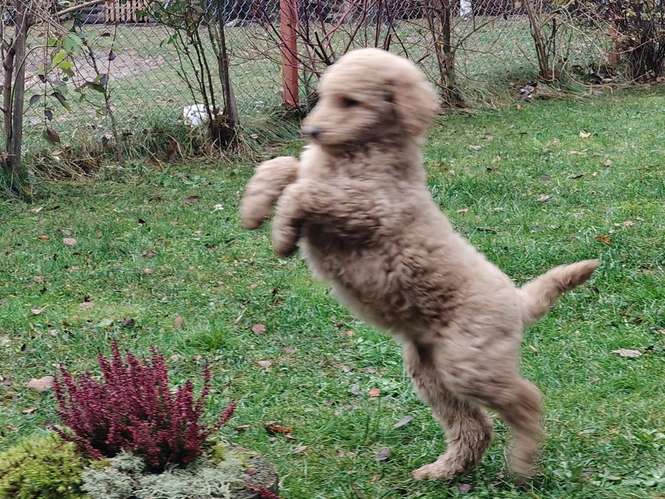 Pudel duży królewski sunia