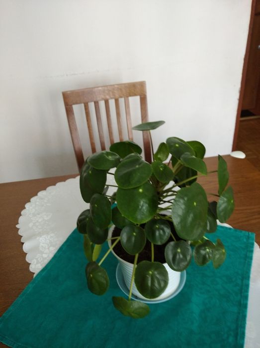 Pieniążek - Pilea