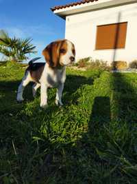 Beagle de boa linhagem