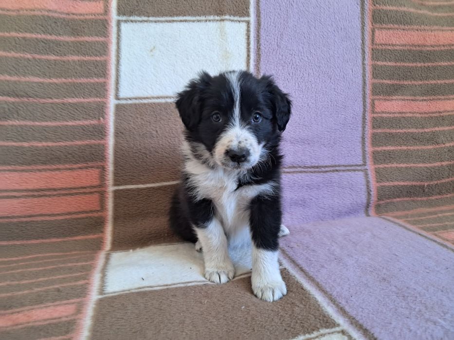 Suczka Border Collie. Elitarny rodowód. Badania genetyczne.