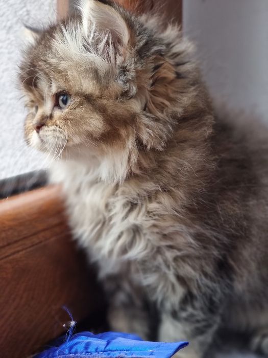 Kotek kotki Brytyjski Długowłosy