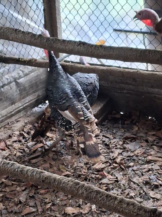 Casais de perus disponíveis para entrega