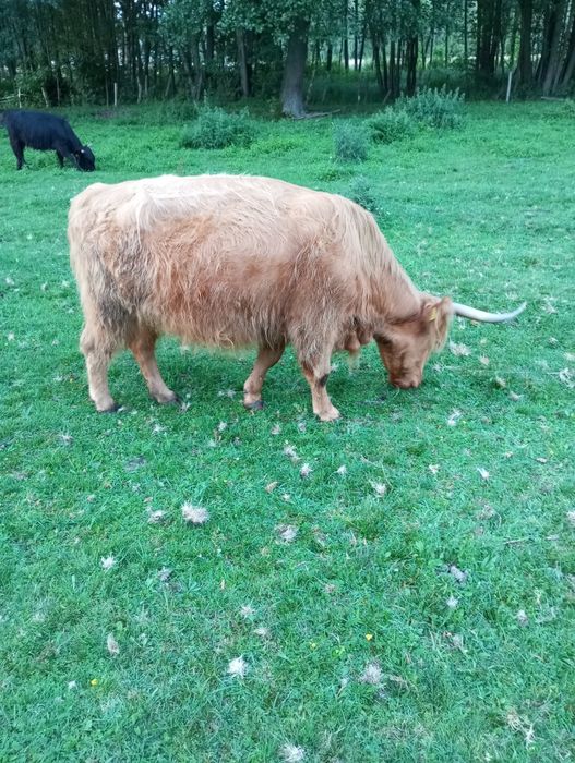 Sprzedam krowę szkocką