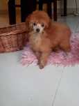 Pudel red toy suczka Holly pudle pudelki