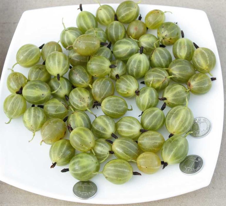 Крыжовник Крупн Колобок,Уральський ізумру,Добриня смороДоросліСаджанці